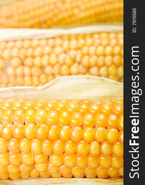 Freshly harvested corn close up