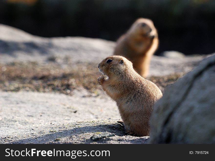 A prairie dog sitting near a boulder eating with a second one nearby. A prairie dog sitting near a boulder eating with a second one nearby.