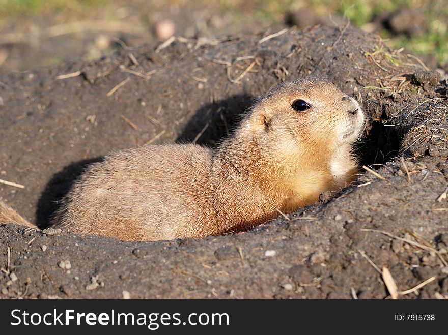 A prairie dog resting in a hole watching.