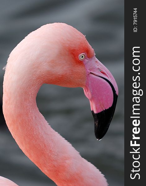 Closeup of a flamingo withwater in the background.