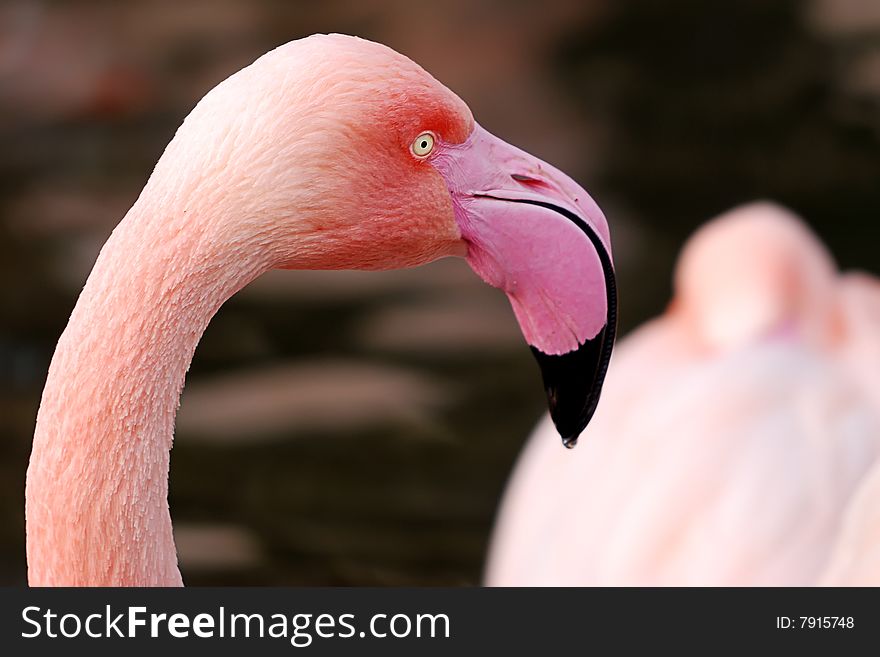 Closeup of a flamingo withwater in the background.