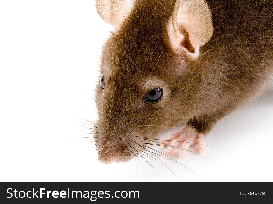 A close-up photo of a common or brown rat