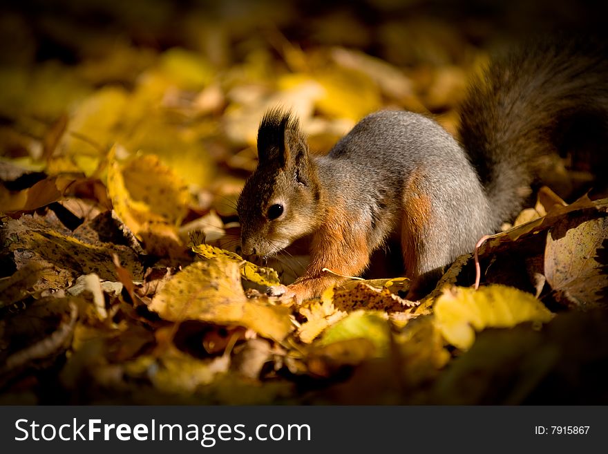 Squirrel with nut in the autumn leaves