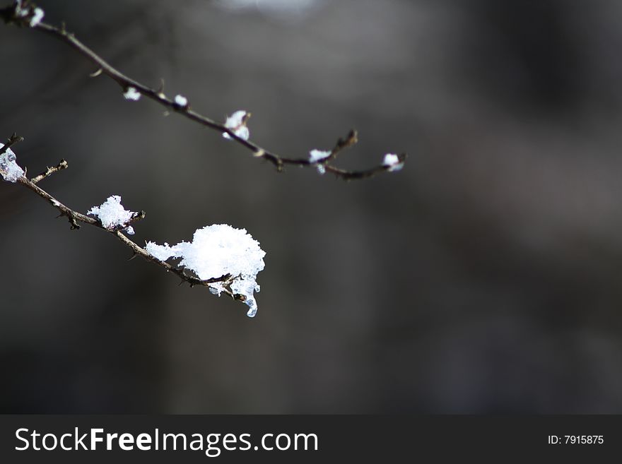 A macro of ice on a tree. A macro of ice on a tree