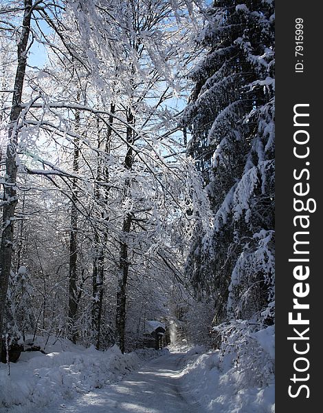 A frozen forest in sunlight. A frozen forest in sunlight