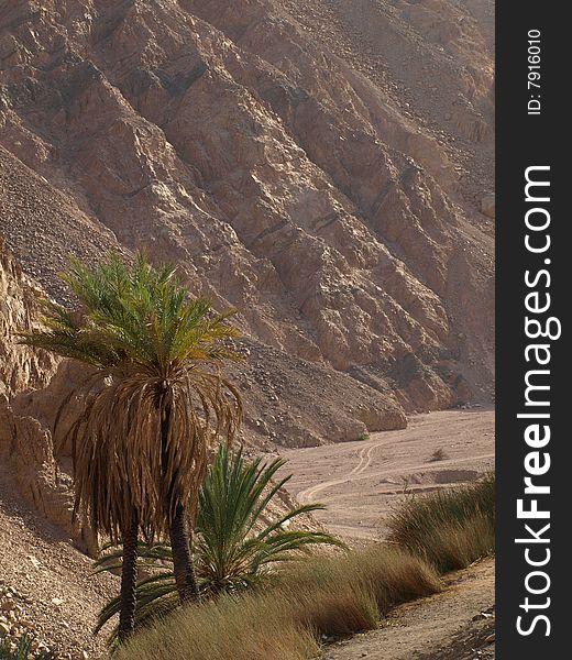 Life among stones. in desert