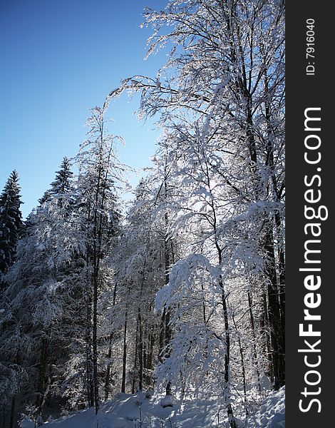 A frozen forest in sunlight. A frozen forest in sunlight