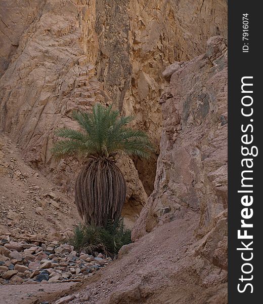 Life among stones. in desert