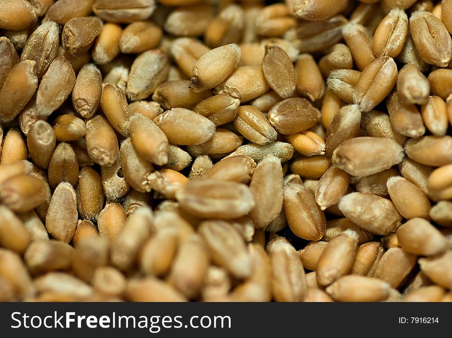 A lot of wheat seeds, macro. A lot of wheat seeds, macro