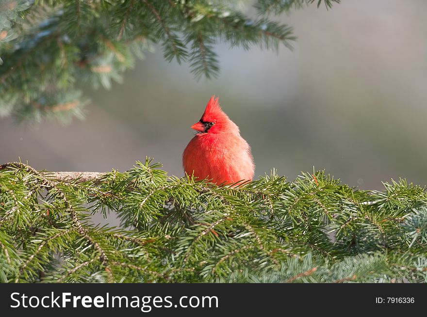 Northern cardinal in an evergreen