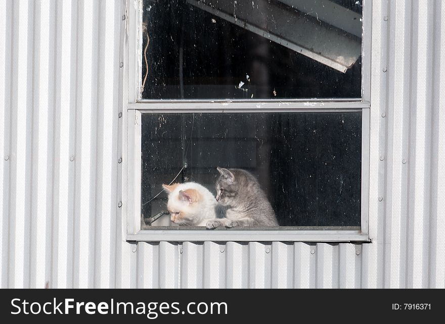 Two kittens peek out of a dirty window of an abandoned building. Two kittens peek out of a dirty window of an abandoned building