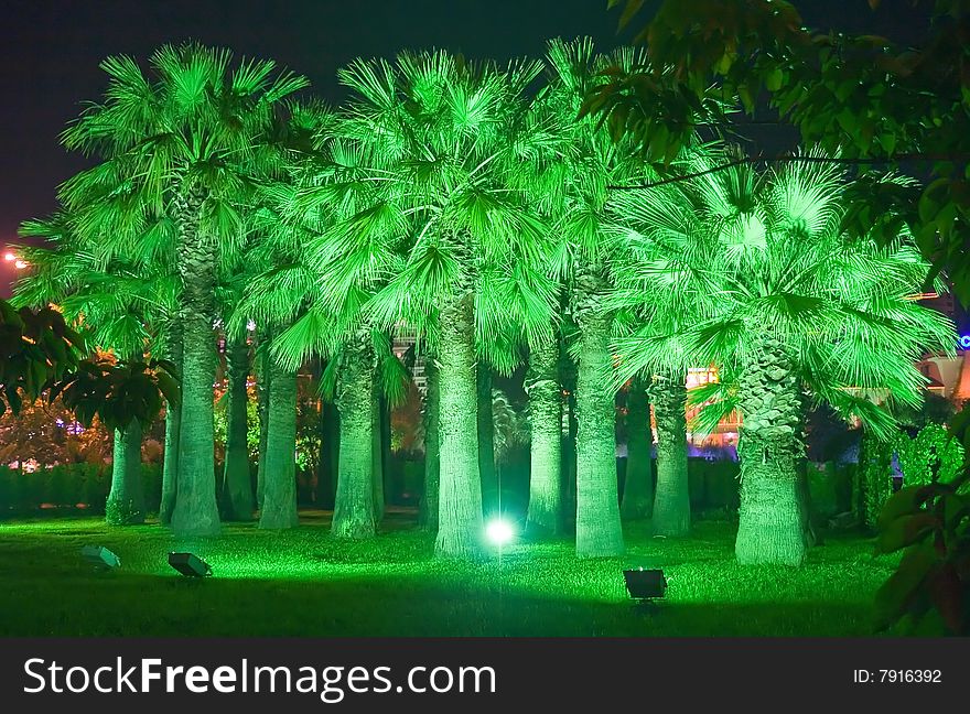 Night park in Sochi city with illuminate green projectors of a palm tree. Russia. Night park in Sochi city with illuminate green projectors of a palm tree. Russia.