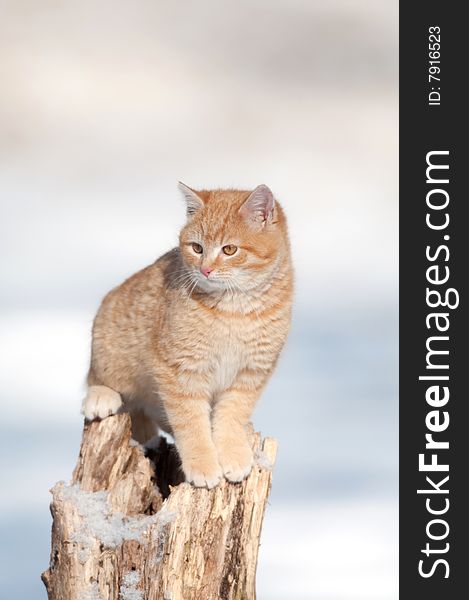 A kitten sits on a tree stump in a snowy yard. A kitten sits on a tree stump in a snowy yard