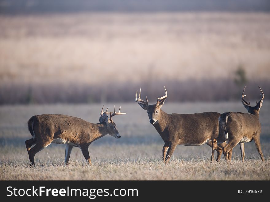 Three whitetail bucks size each other up in a meadow.