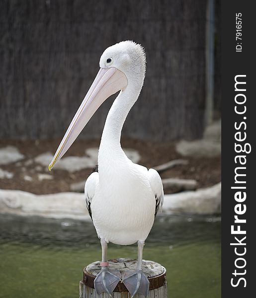 Pelican Posing for a Portrait at Taronga Zoo in Sydney, Australia
