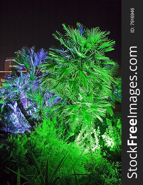 The illuminated palm trees green and dark blue light  in park city of Sochi, Russia. The illuminated palm trees green and dark blue light  in park city of Sochi, Russia.