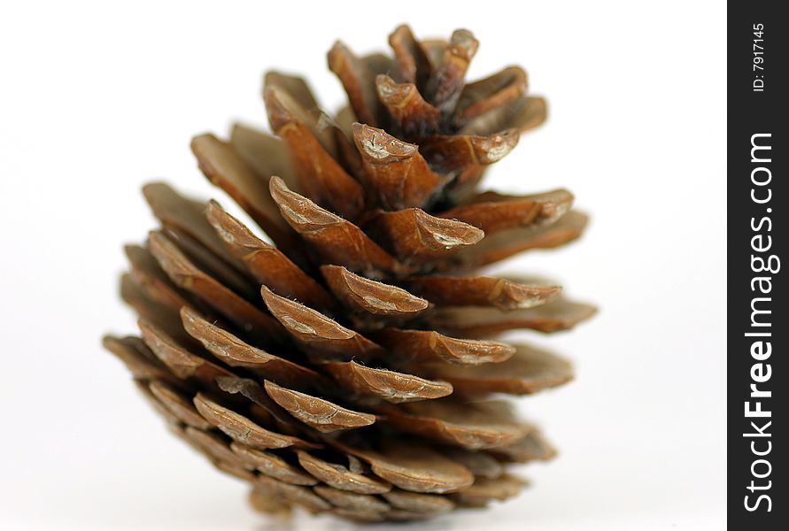 Pine cone on the white background, macro