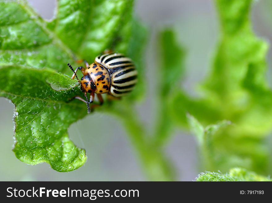 Colorado beetle on the potatoes leaf, maro