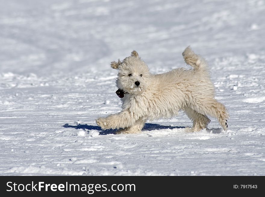Little puppy is having fun in the snow