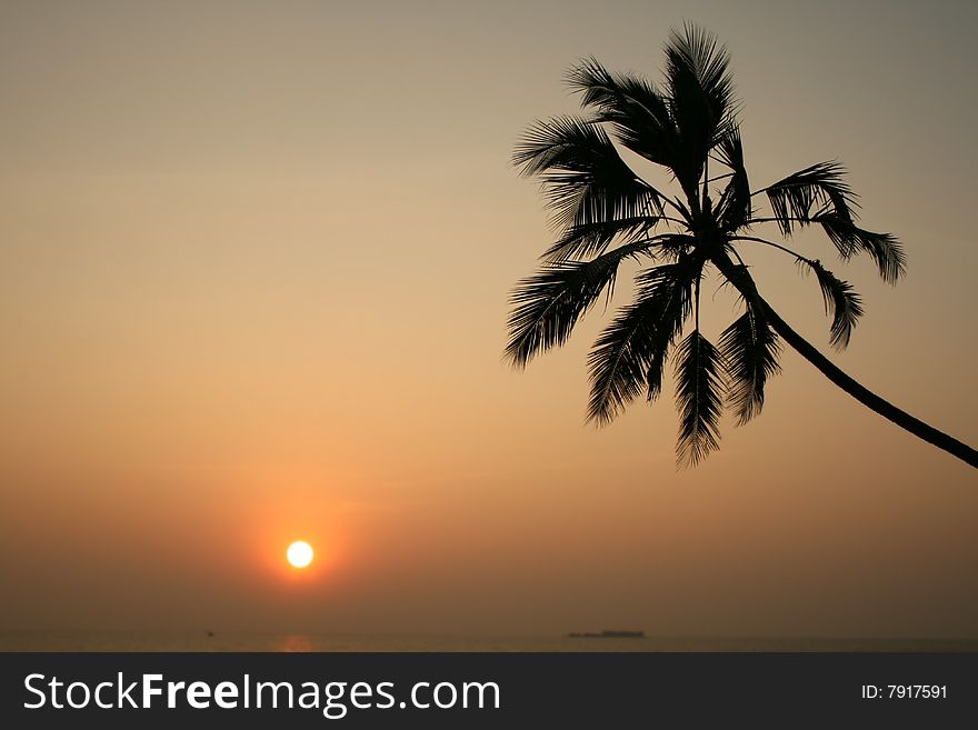 Palmtree is contemplated by sunset. Palmtree is contemplated by sunset
