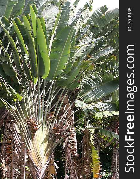 Ravenala madagascariensis, traveler's tree. Palmlike tree from Madagascar with bananalike leaves in two ranks; flowers like bird of paradise, but larger and whitish. Each leaf base traps up to a quart or more of water useful for an emergency drink by a weary traveler. Ravenala madagascariensis, traveler's tree. Palmlike tree from Madagascar with bananalike leaves in two ranks; flowers like bird of paradise, but larger and whitish. Each leaf base traps up to a quart or more of water useful for an emergency drink by a weary traveler