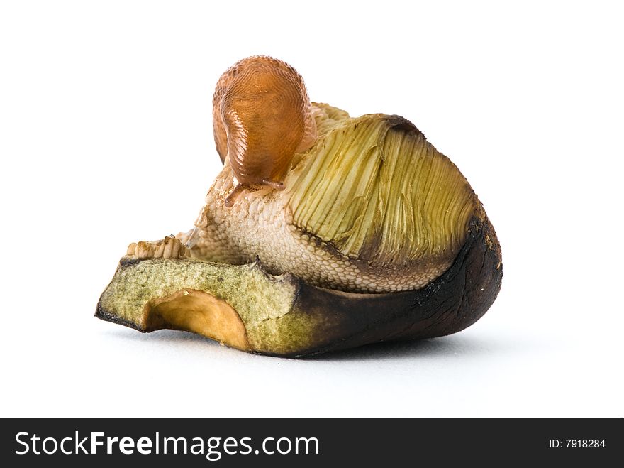 LIttle snail on a piece of mushroom, white background