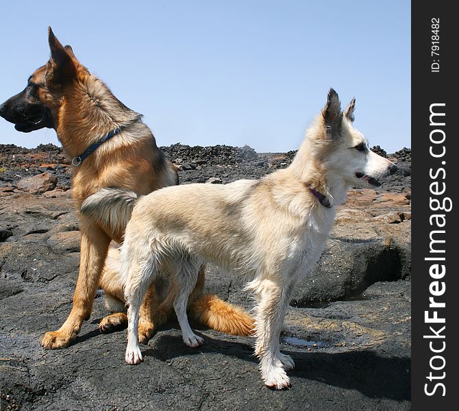 Two dogs been alert. Two pets