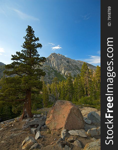 An ancient bristlecone pine tree stands in the foreground against a majestic mountain peak and enormous forest. An ancient bristlecone pine tree stands in the foreground against a majestic mountain peak and enormous forest