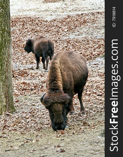 American bison feeding in field. American bison feeding in field