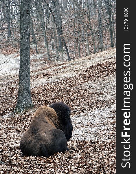 Bison in snow covered meadow. Bison in snow covered meadow