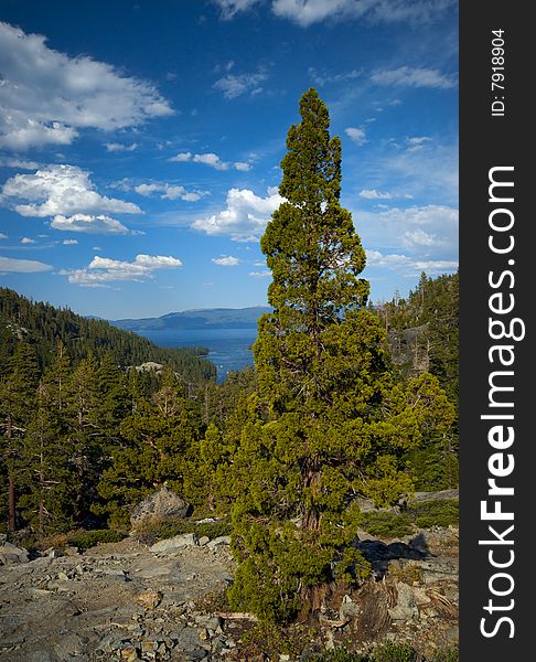 A lone pine tree stands out on a cliff overlooking lake Tahoe and the surrounding forest. A lone pine tree stands out on a cliff overlooking lake Tahoe and the surrounding forest