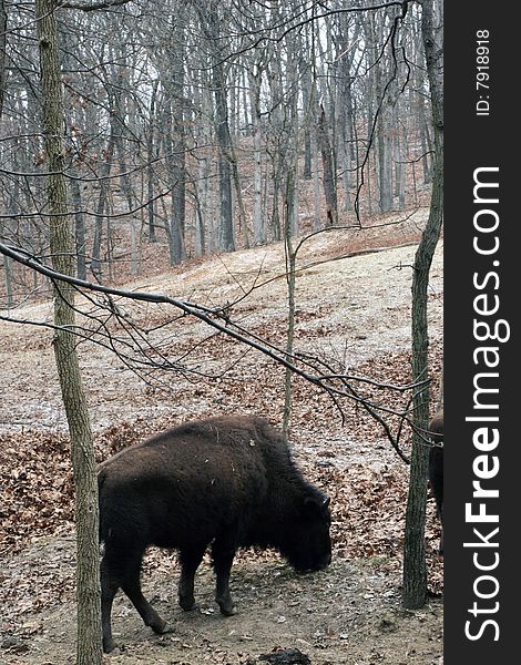 Buffalo feeding in snowy meadow