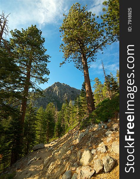 Towering pine trees frame a distant mountain peak in a forest. Towering pine trees frame a distant mountain peak in a forest