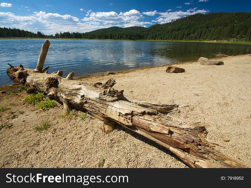 A fallen log sits along the bank of a lake in the middle of a pine forest. A fallen log sits along the bank of a lake in the middle of a pine forest