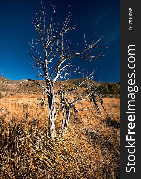 A dramatic image of a weathered tree standing amongst a field of tall dry grasses during autumn