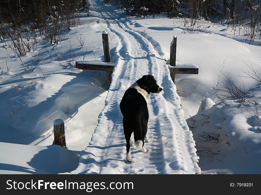 Dog And Bridge