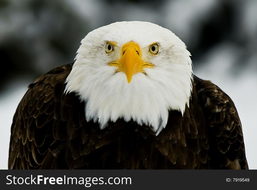 Winter Portrait of an American Bald Eagle (Haliaeetus leucocephalus). Winter Portrait of an American Bald Eagle (Haliaeetus leucocephalus).