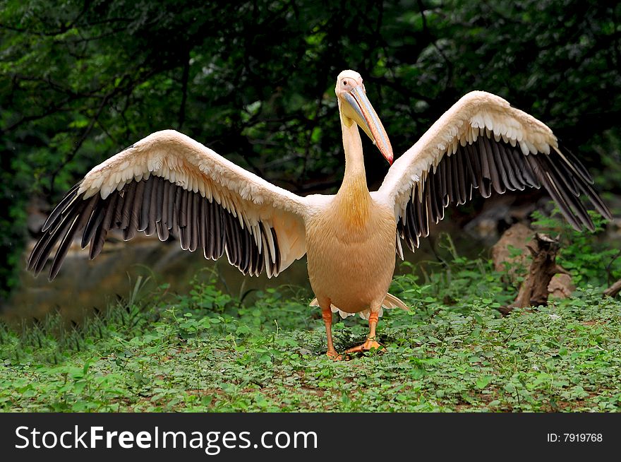 Pink pelican with stretched wings.