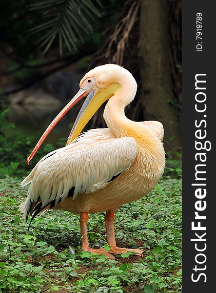 Rarely seen pink pelican in wild.