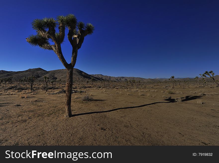 A Joshua tree in Joshua Tree National Park, California. A Joshua tree in Joshua Tree National Park, California