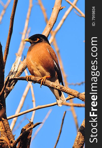 Common myna sitting on the tree.