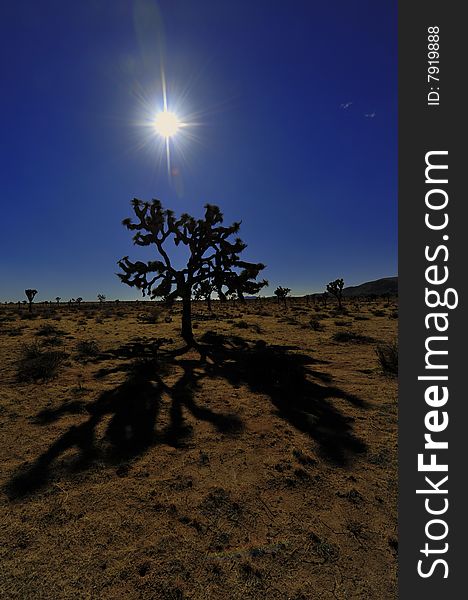 Sunset by a Joshua tree in Joshua Tree National Park, California. Sunset by a Joshua tree in Joshua Tree National Park, California