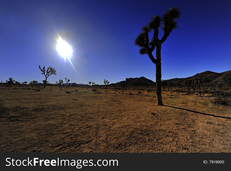 Sunset by a Joshua tree in Joshua Tree National Park, California. Sunset by a Joshua tree in Joshua Tree National Park, California