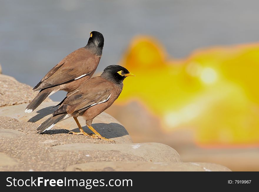 Two mynas sitting on the stone wall.