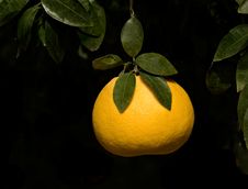 Close Up Of Tangerine Royalty Free Stock Photo Close Up Of Tangerine Royalty Free Stock Photo