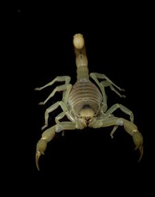 Dune Scorpion Stock Photo Dune Scorpion Stock Photo