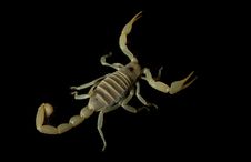 Dune Scorpion Stock Image Dune Scorpion Stock Image