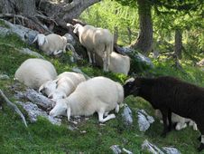 Alpine Herd Of Sheep Stock Photos Alpine Herd Of Sheep Stock Photos