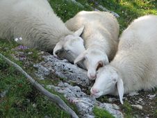 Alpine Herd Of Sheep Stock Photo Alpine Herd Of Sheep Stock Photo