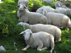 Alpine Herd Of Sheep Stock Images Alpine Herd Of Sheep Stock Images